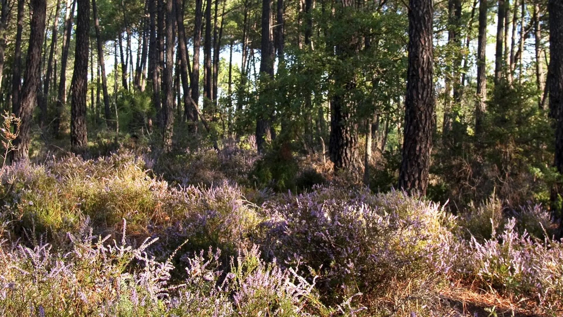 Callune et Pin maritime
