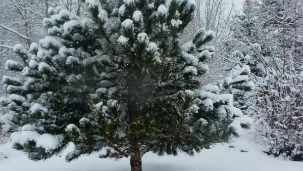 Un jour de neige en hiver