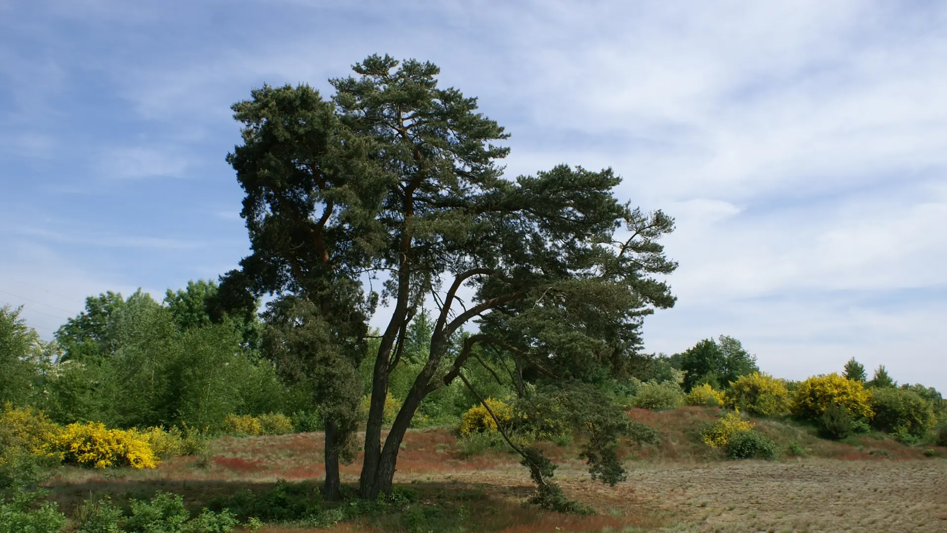 Dunes de sables