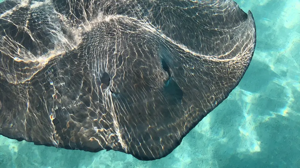 Moorea Moana Tours