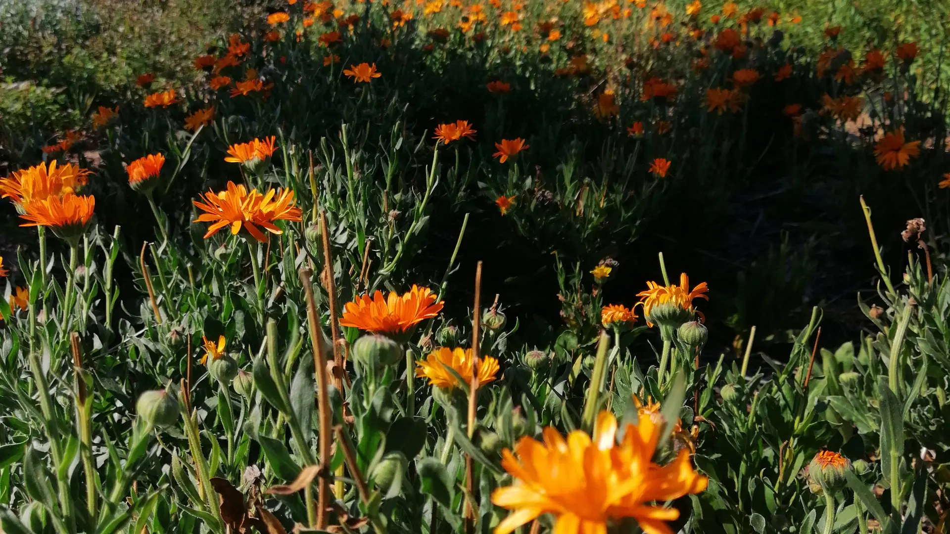 Le calendula, l’allié de tous les types de peaux
