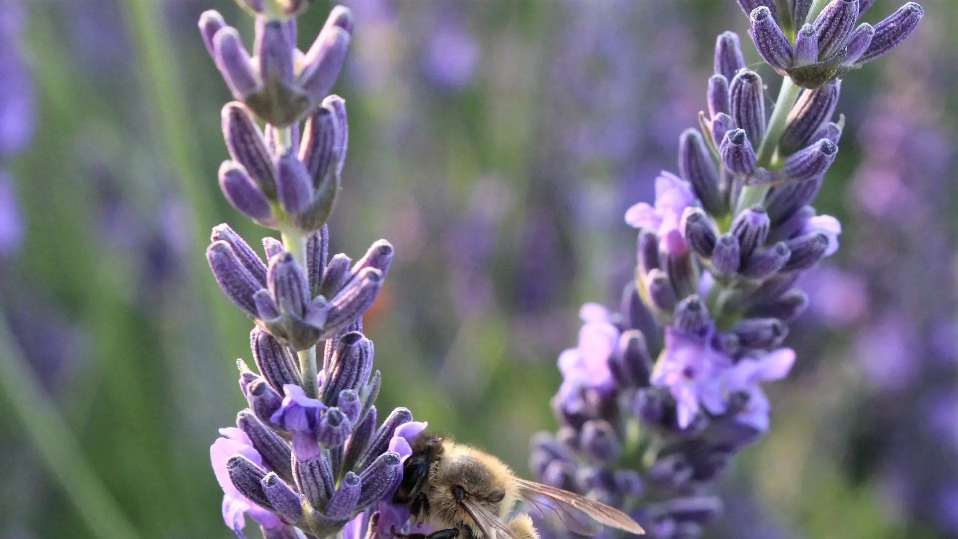 La Provence en Bouteille