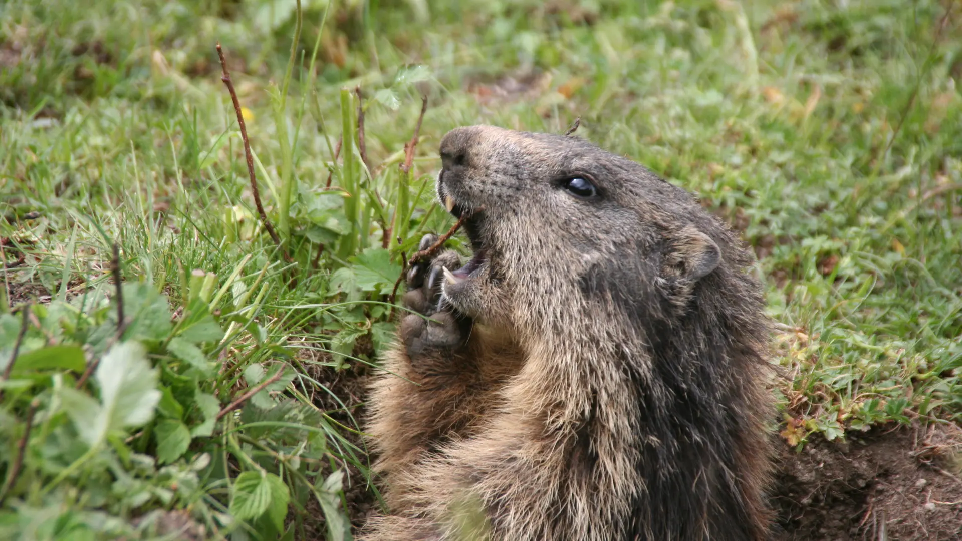 Marmottes sur le plateau de Sestrières