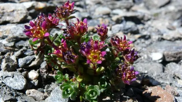 Saxifraga biflora