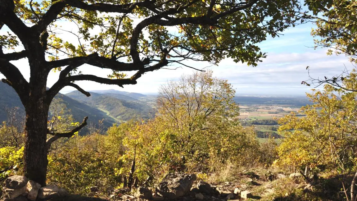 Vue depuis le donjon de Montfort