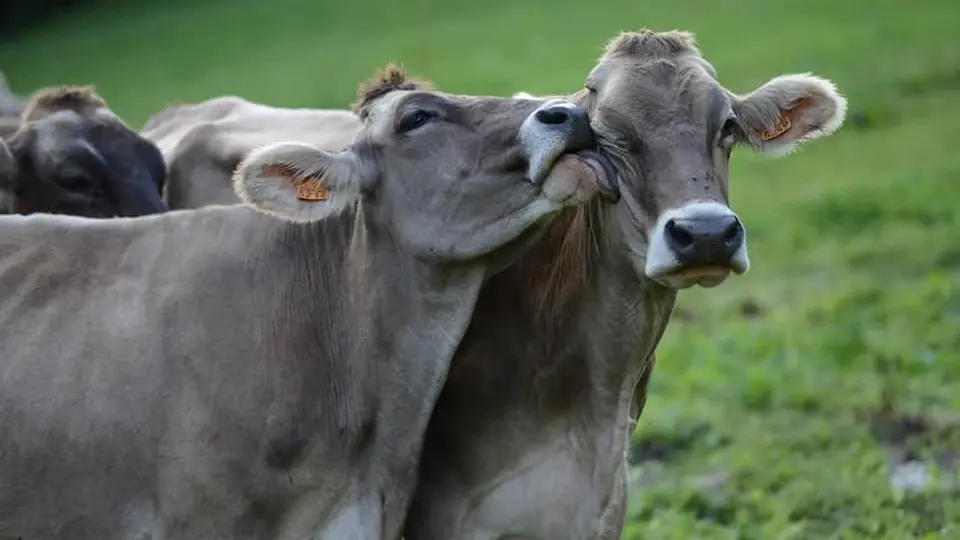 Vaches brunes - Ferme de Val d'Isère