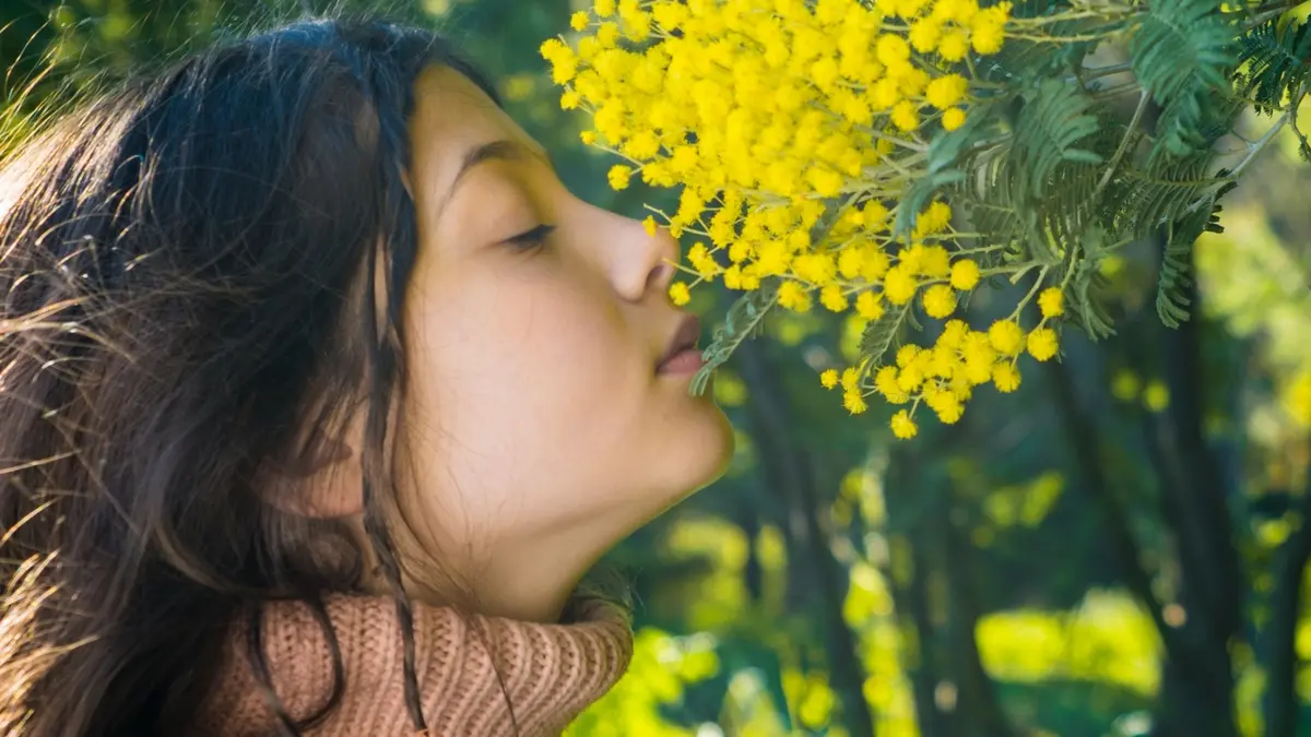 Fête du Mimosa à Sainte-Maxime