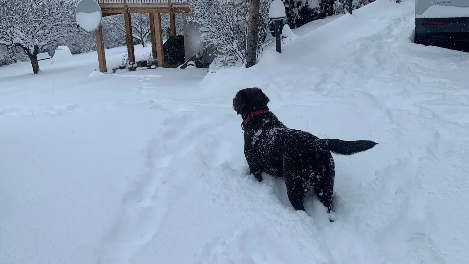 Nos amis les chiens sont bienvenus