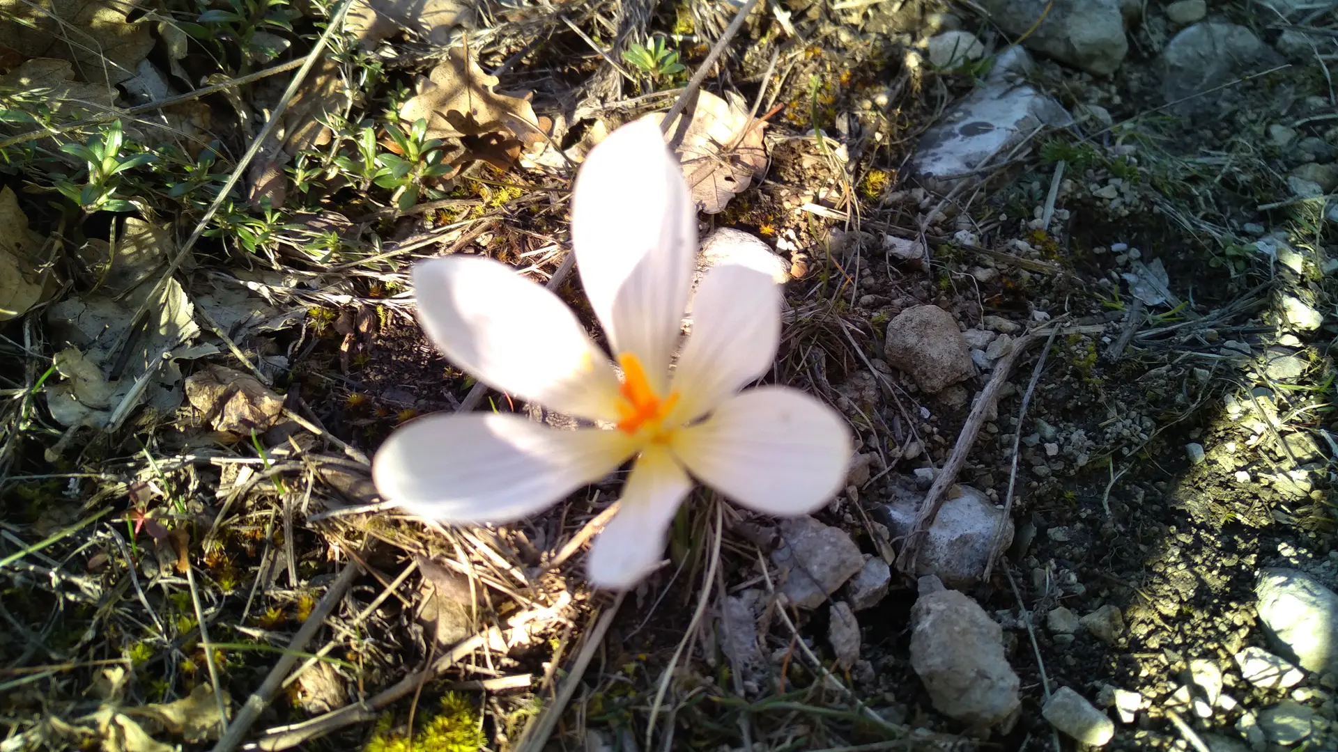 Crocus sur le chemin de descente