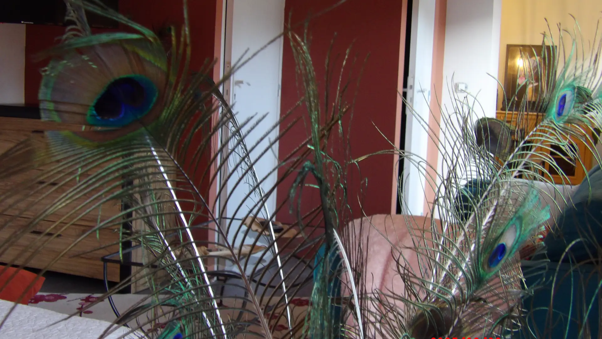 Pomme de pin_Le Thor plumes de paon salon