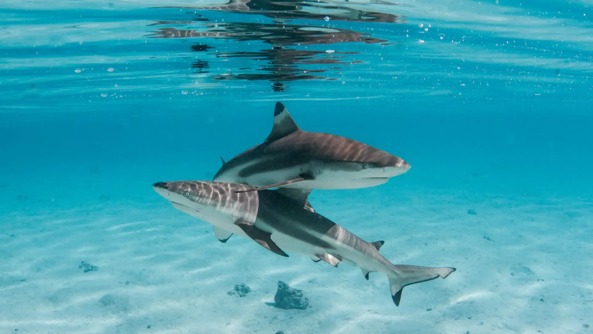 Moorea Moana Tours