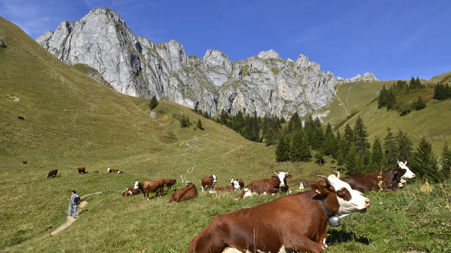 Vaches Abondance sur le sentier