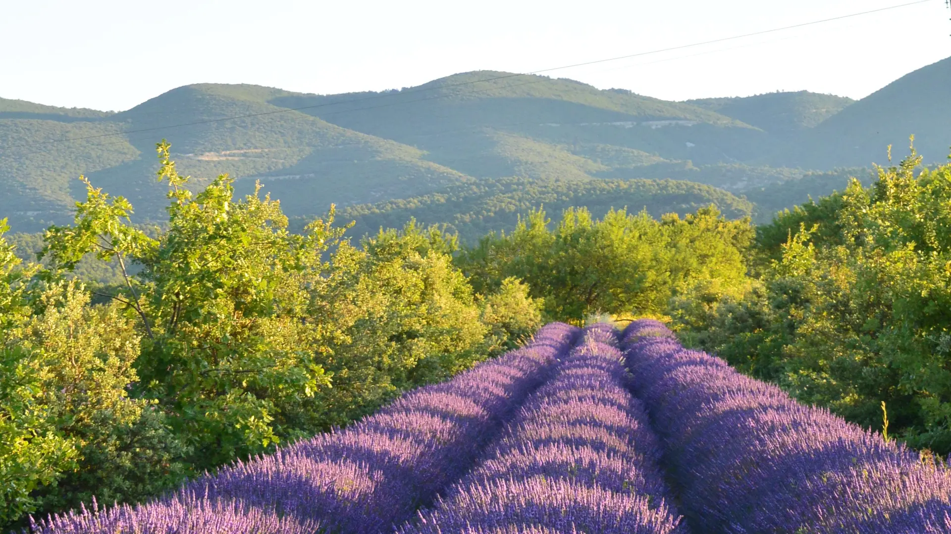 La Provence en Bouteille