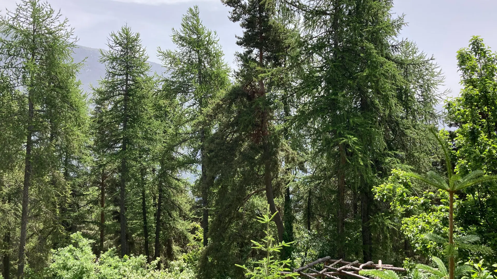 Les grands mélèzes de l'arboretum