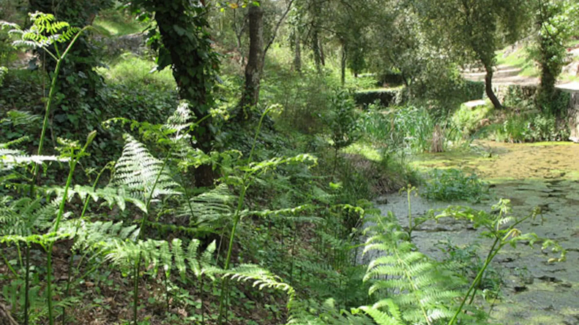 Végétation dans le Parc naturel départemental de la Valmasque à Mougins