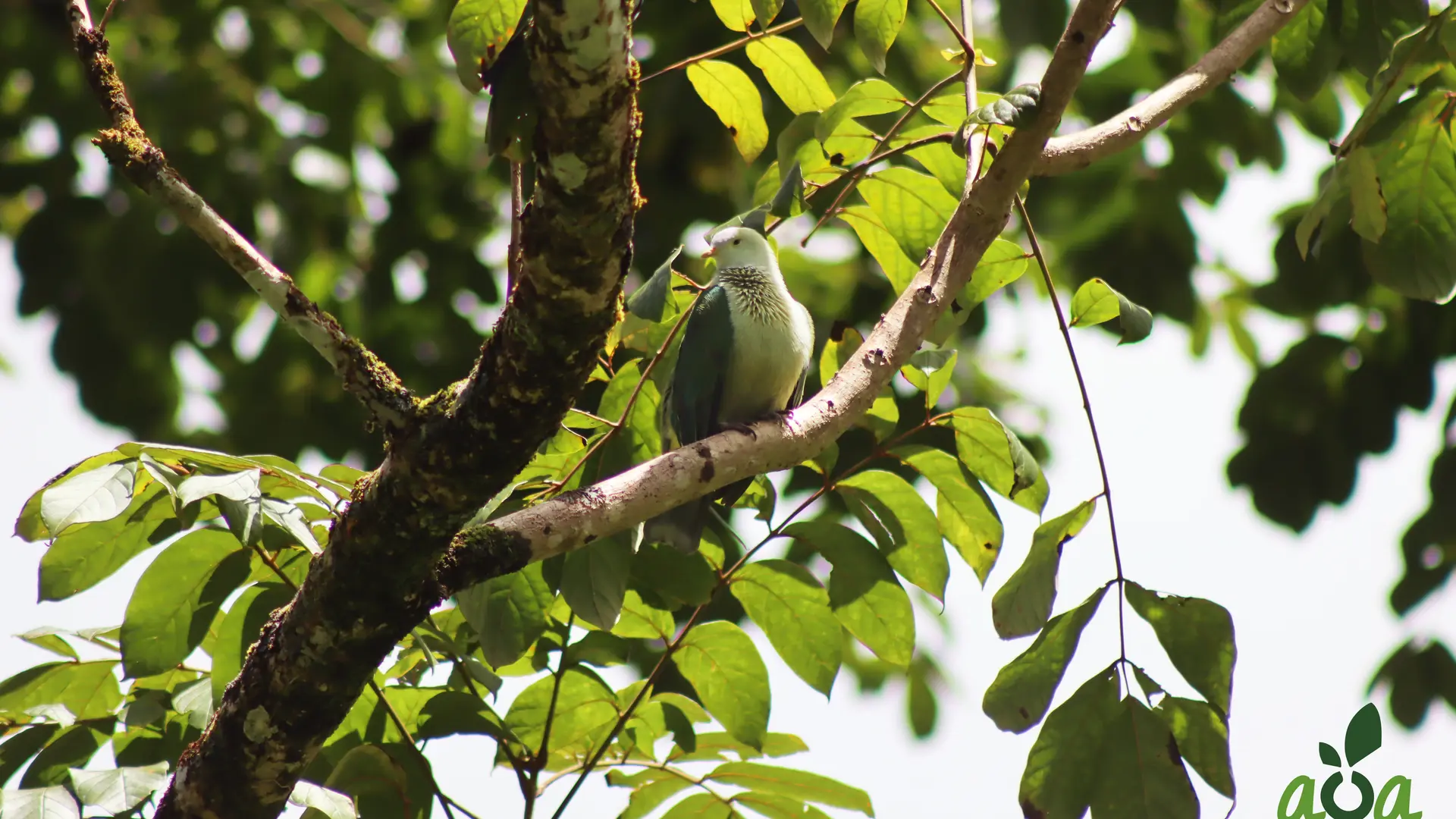 Pigeon vert, espèce endémique