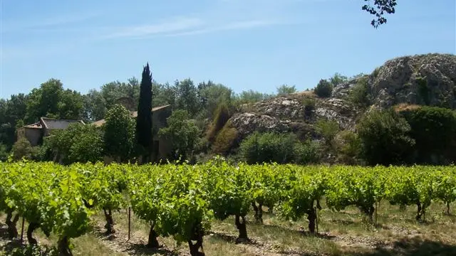 De la Venise Provençale aux vignobles de Châteauneuf du Pape