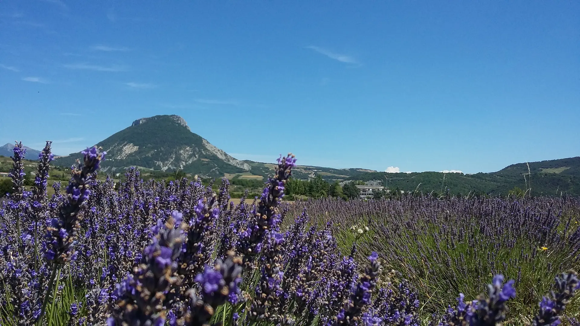 Rosans côté Lavande