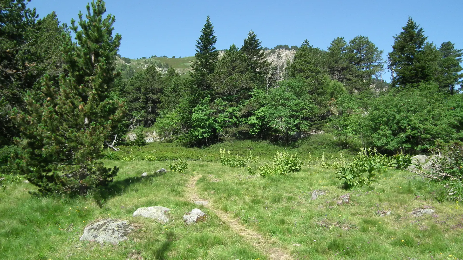 Chemin vers les étangs