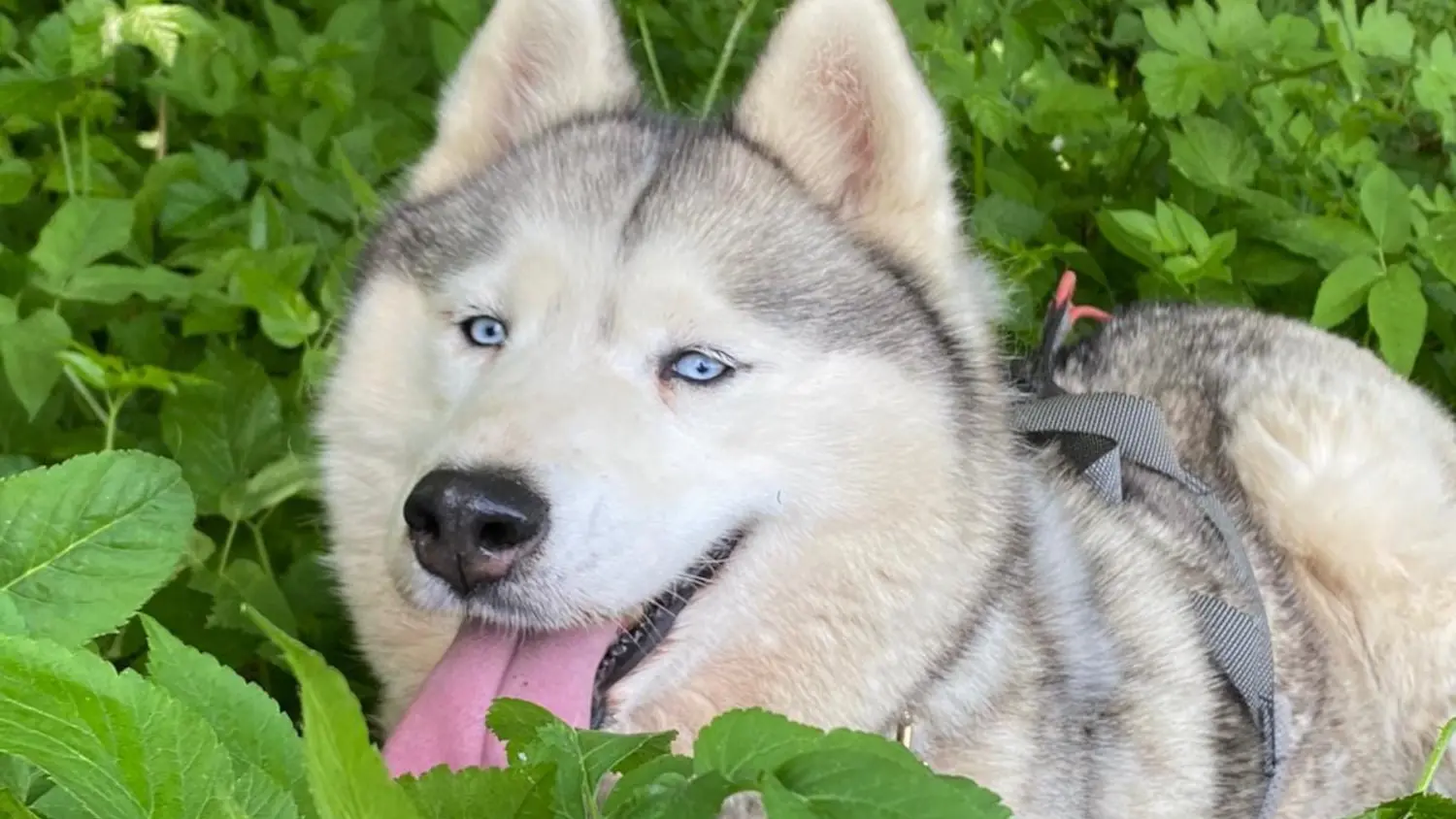 Les Ateliers du Parc Nordique