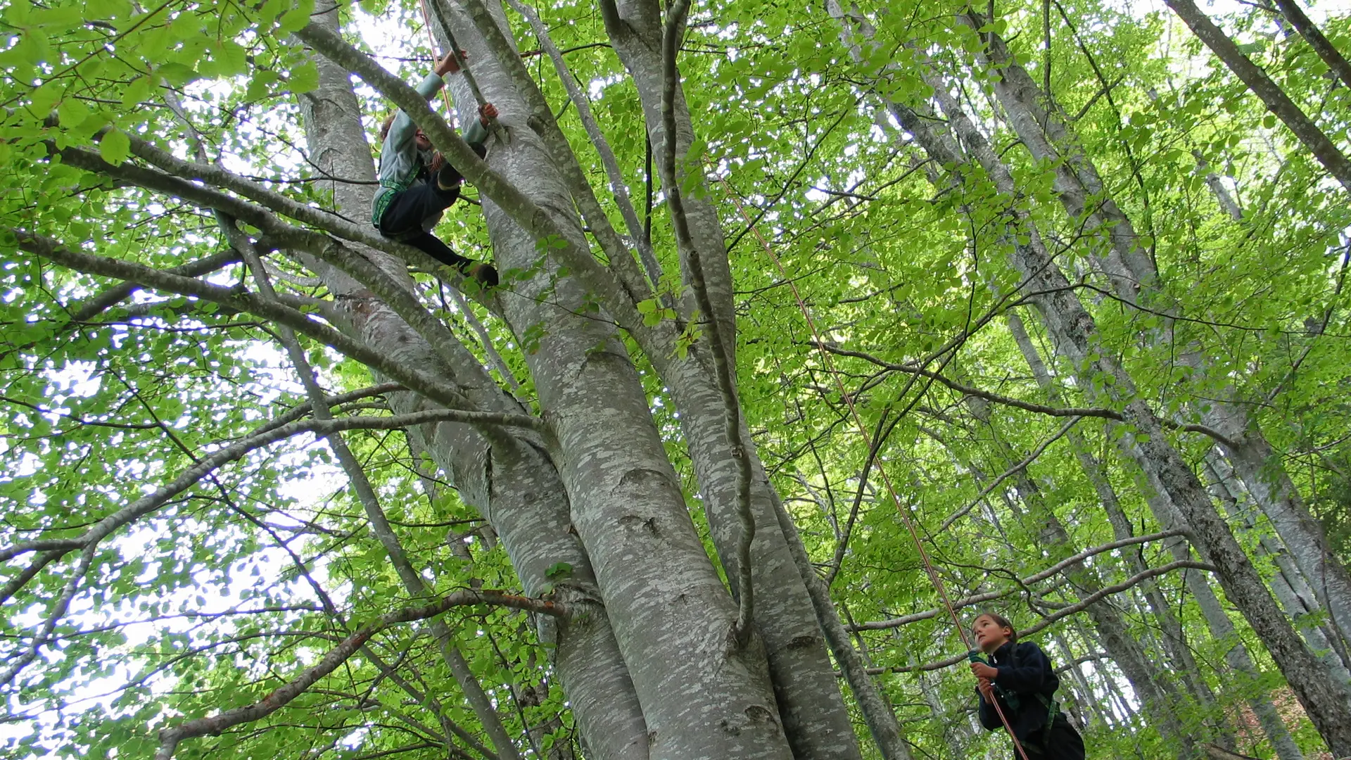 Grimpe d'arbre