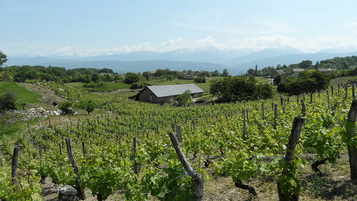 Domaine des Anges - GAEC Caillet