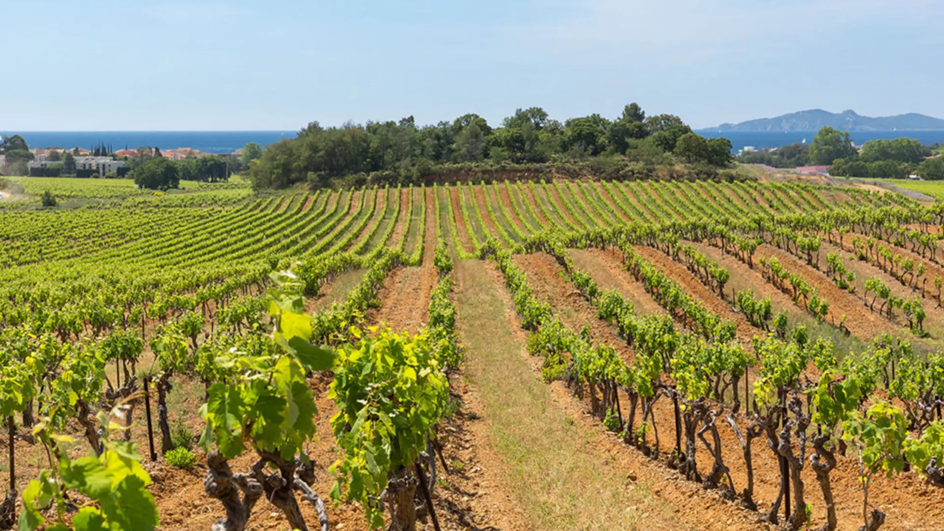 Excursion œnologique en Côtes de Provence – demi journée en mini-van La Londe les Maures