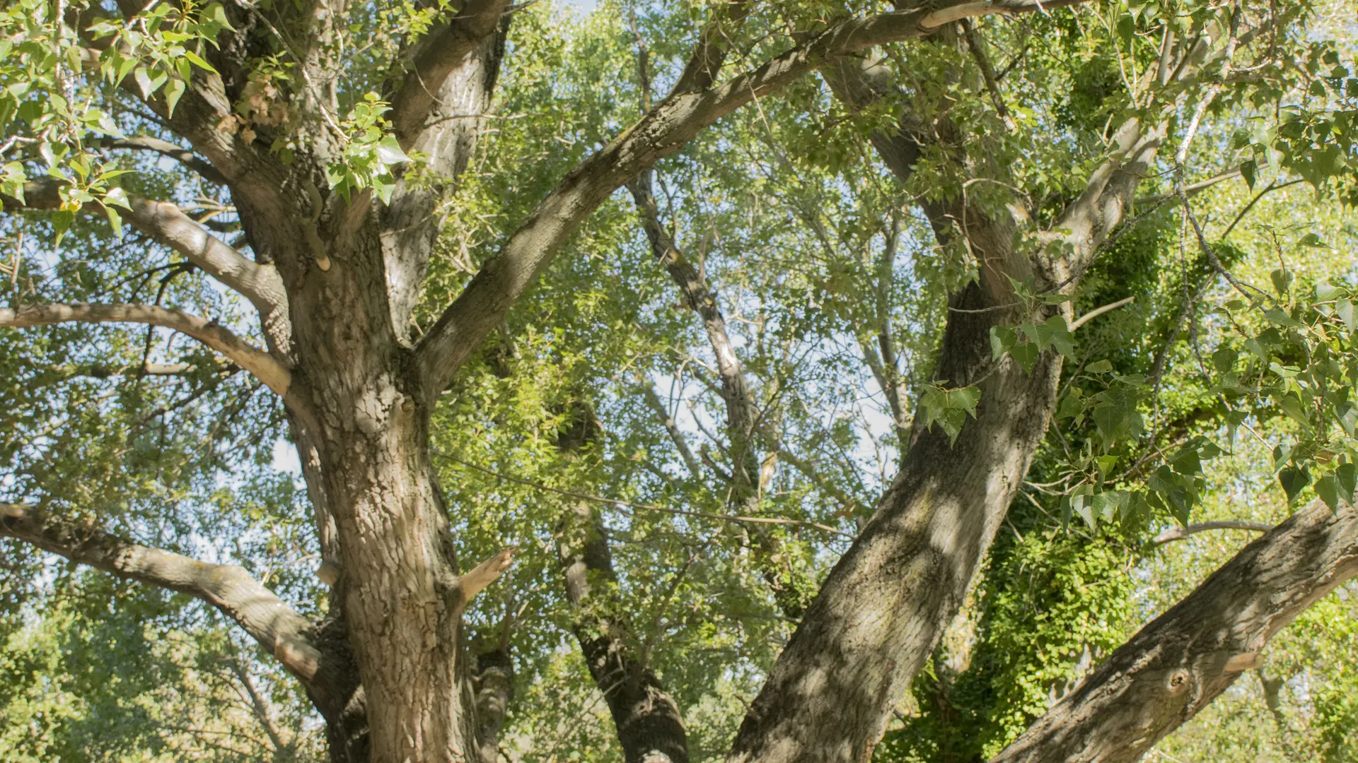 Arbre Ile de l'Oiselay