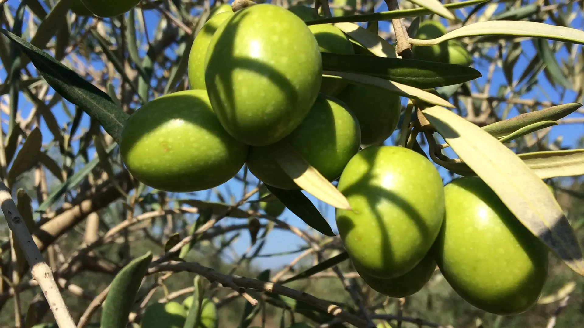 olives arbre