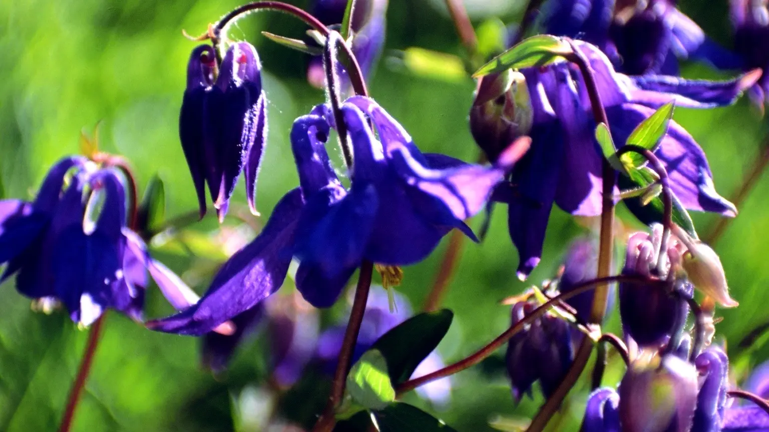 Photographie de fleurs