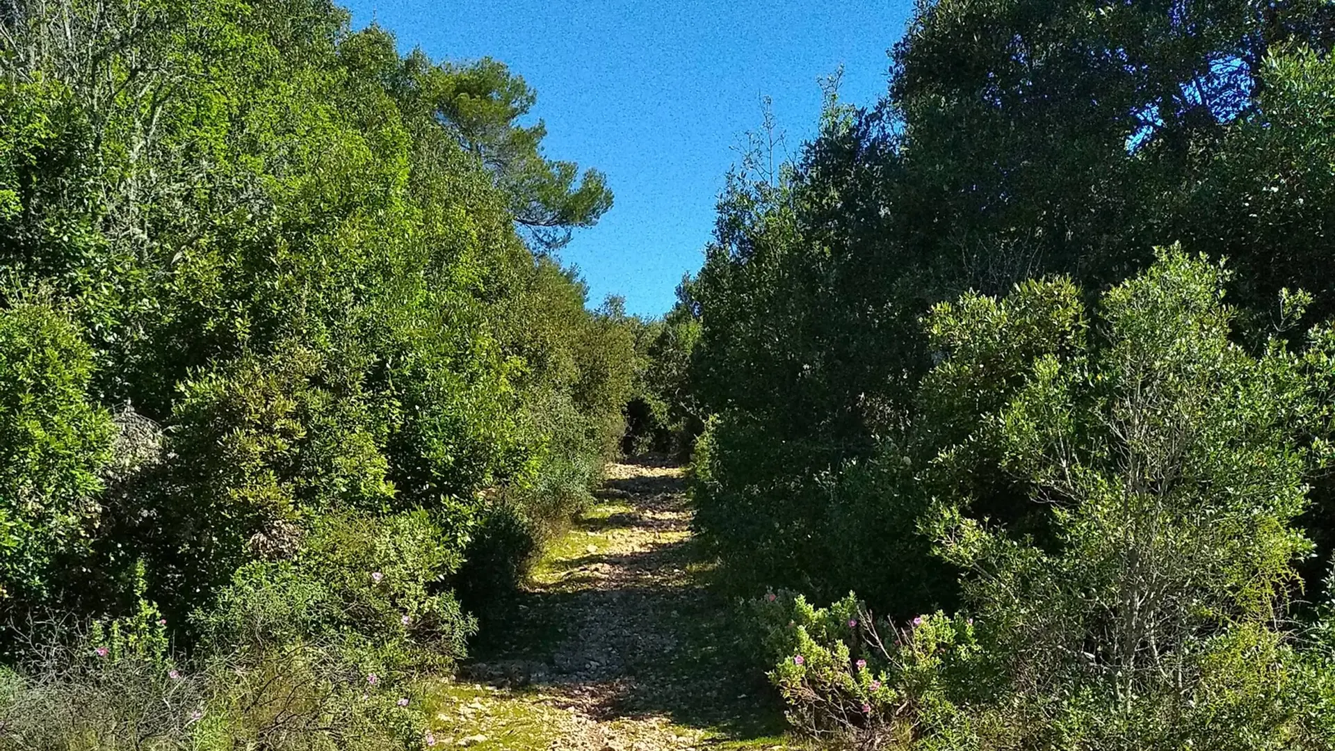 Vue sur le sentier entouré de part et d'autre d'essences d'arbres