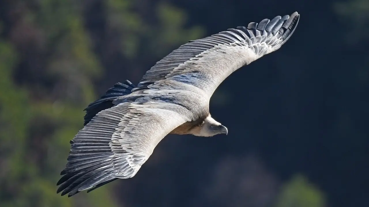 sortie nature vautours