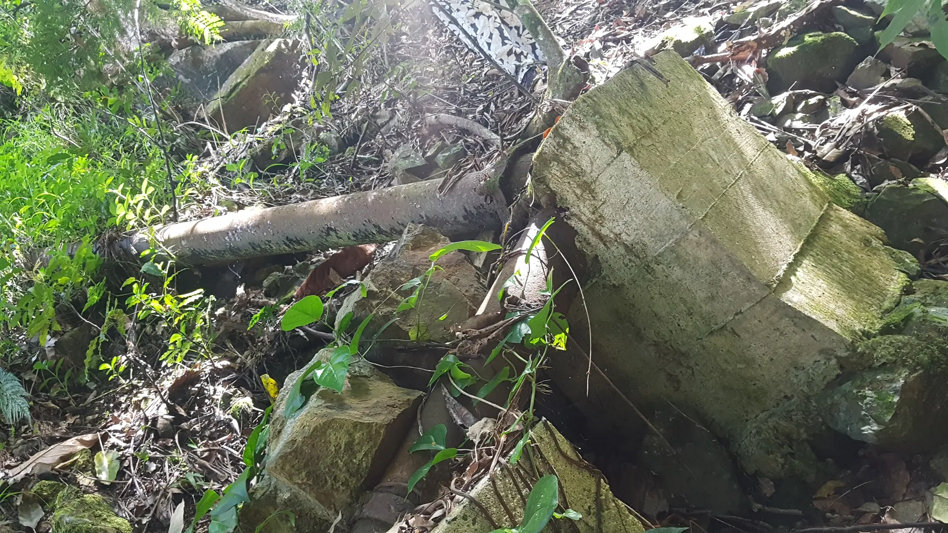 Après plus de 140 ans... la Nature semple reprendre ses droit...