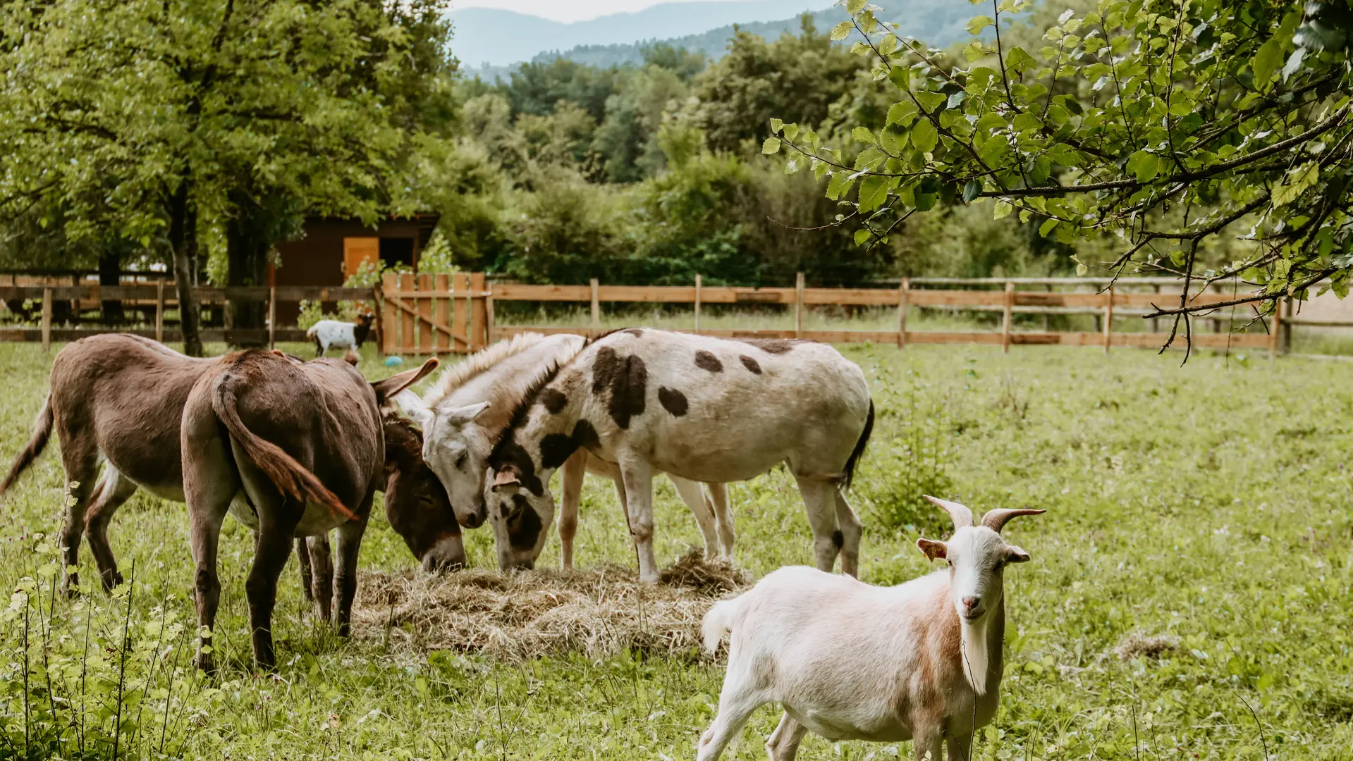 Les ânes de la ferme pédagogique mangent du foin pendant que Polo regarde l'objectif