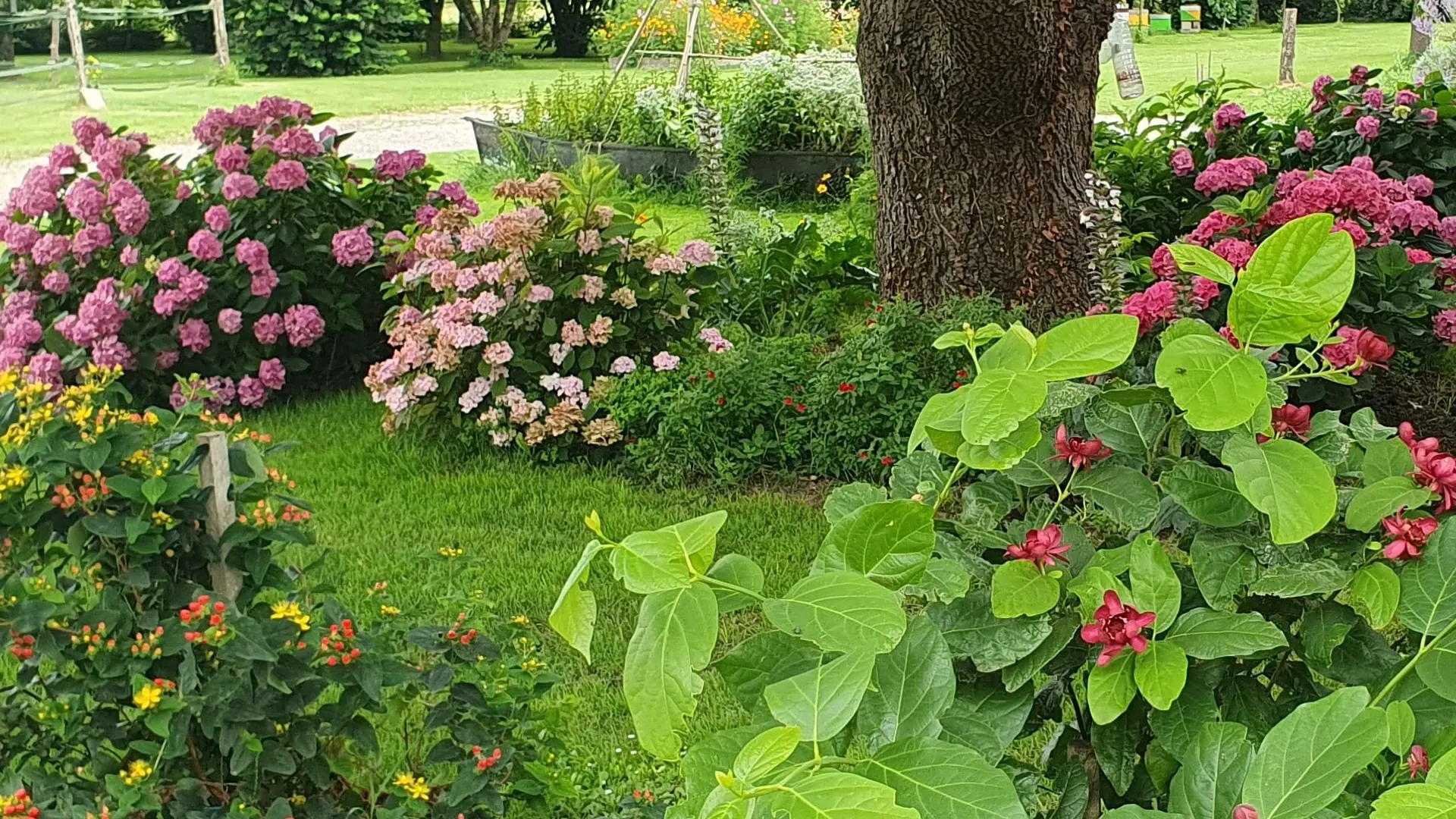 coin d'hortensias 2024