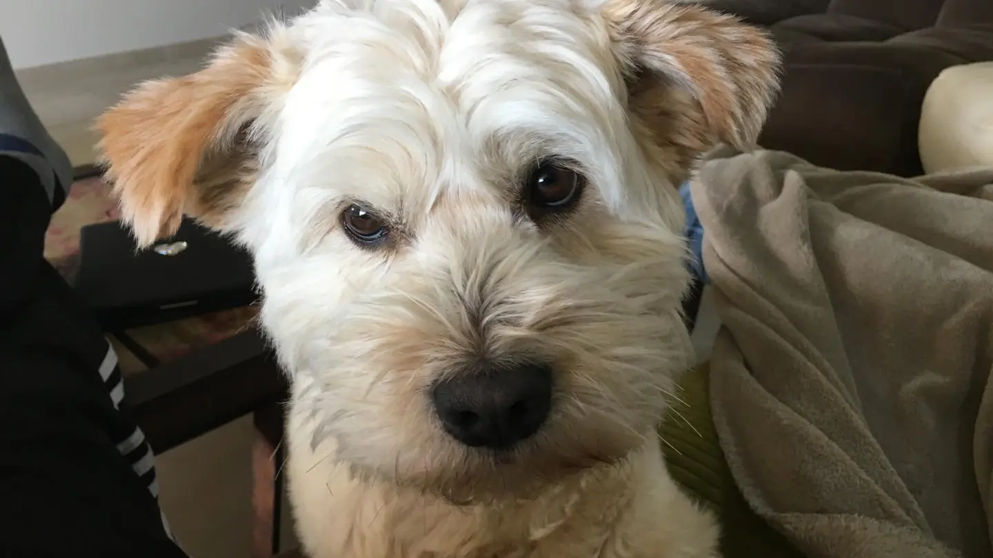 la chienne de garde de la maison....Havane.