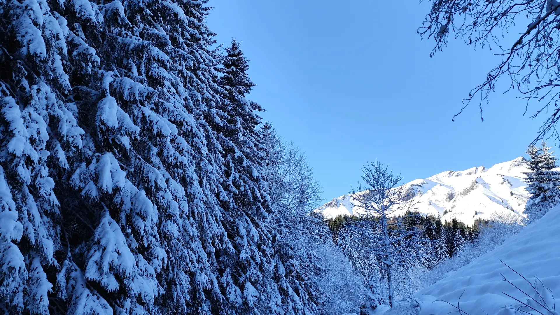 Montée sur la route forestière