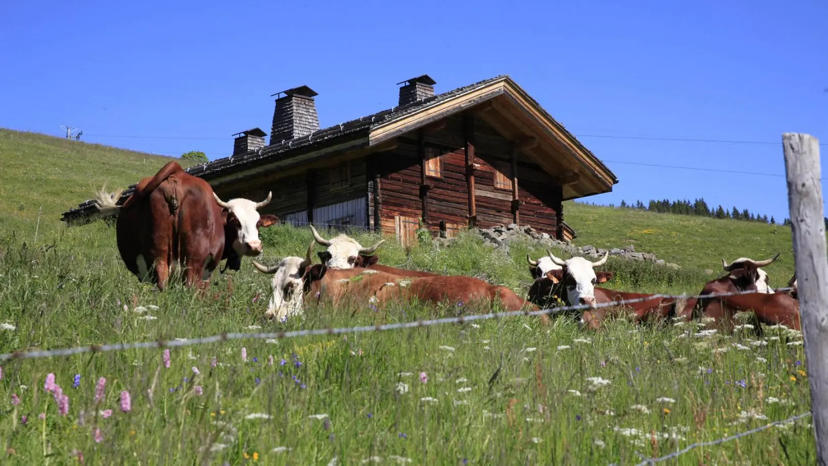 Devant le chalet, les vaches Abondance de la famille