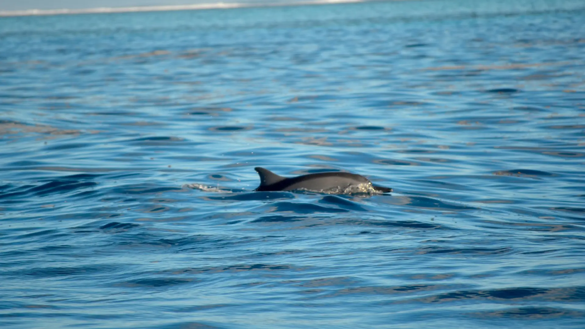 Moorea Moana Tours