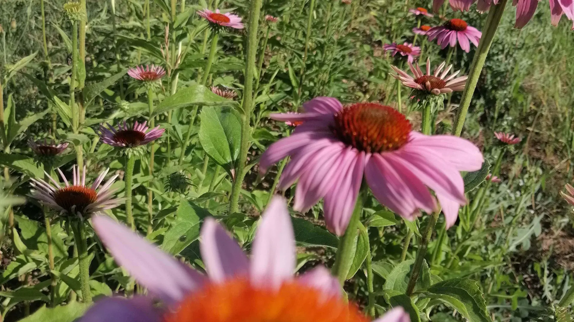 L’échinacée, l’alliée des Rhumes