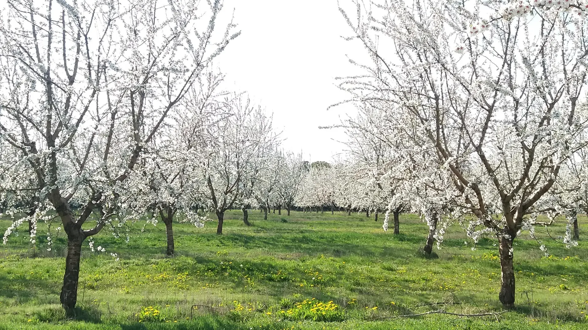 Amandiers en fleurs