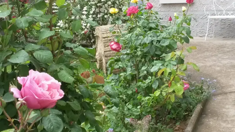 Jardin