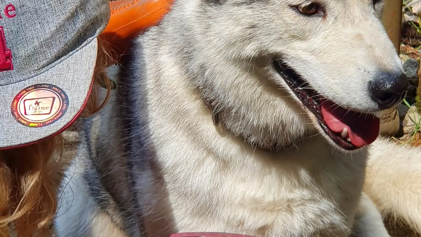 Les Ateliers du Parc Nordique - brossage des chiens