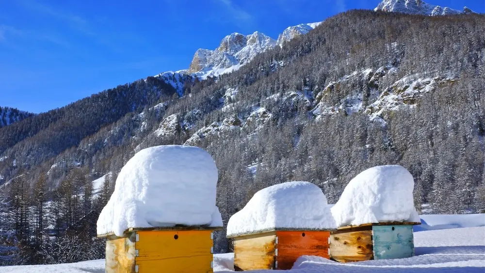 Musée de l'Abeille