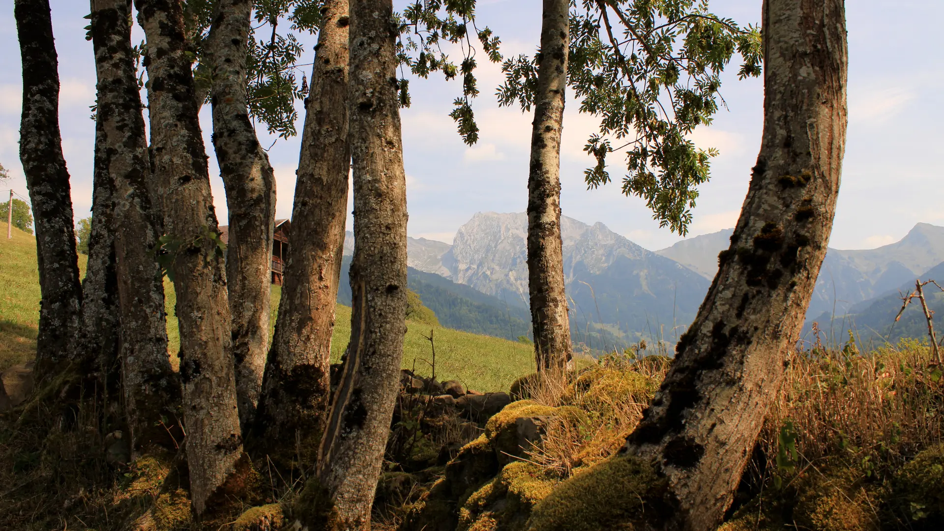 Aravis depuis les bois