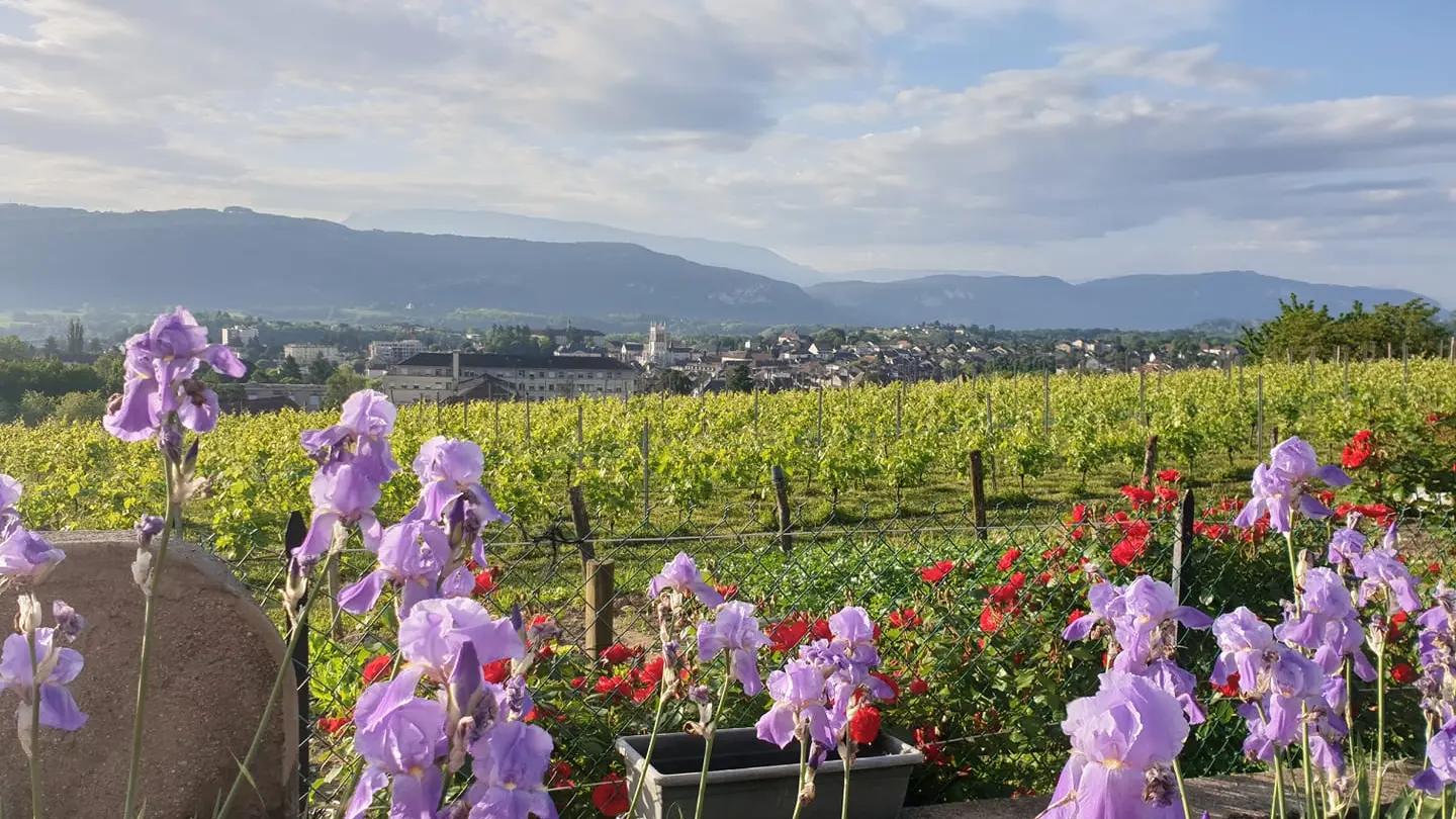 Paysage vigne vue Belley