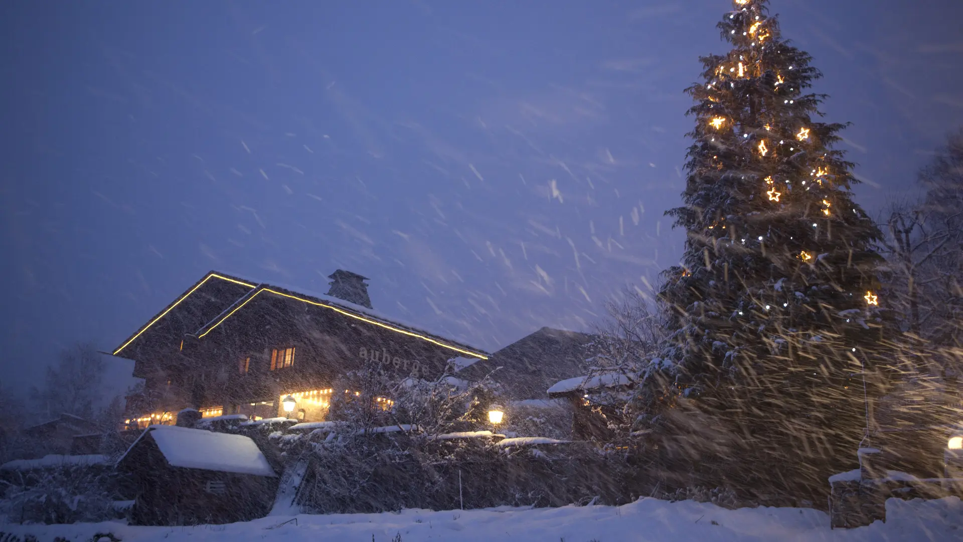 bois prin hiver nuit