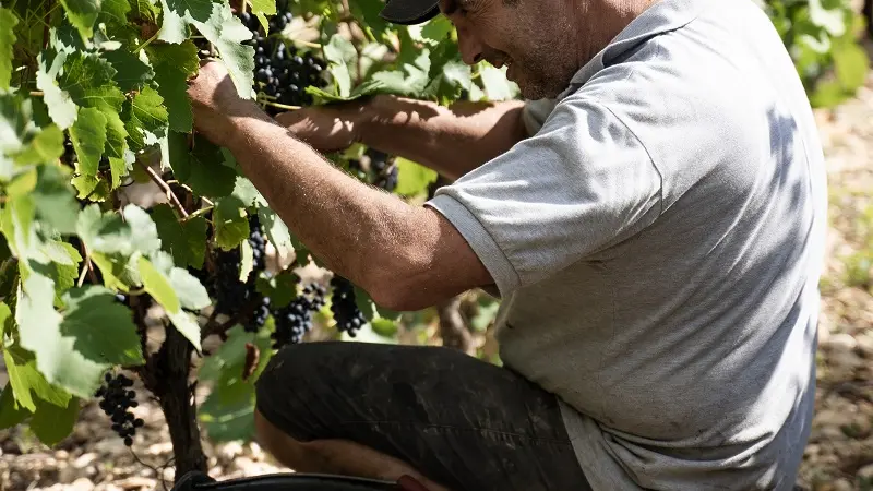 Vendanges