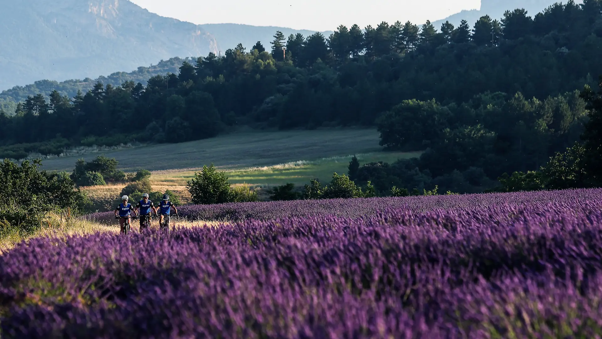 lavande Val de Durance ©E-Bike Magazine