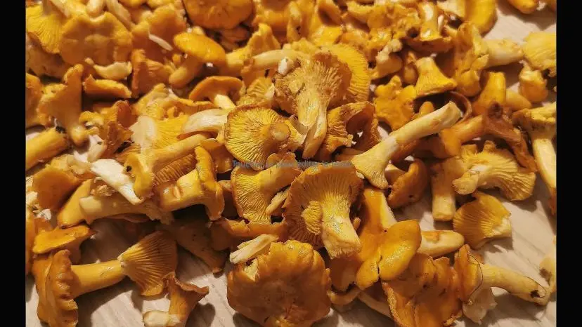 cueillette de Girolles après la pluie